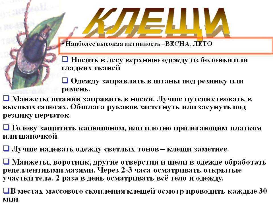К чему снятся клещи на собаке: толкование сновидений | звери дома