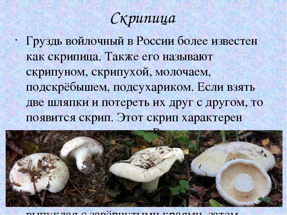 К чему снятся грибы
