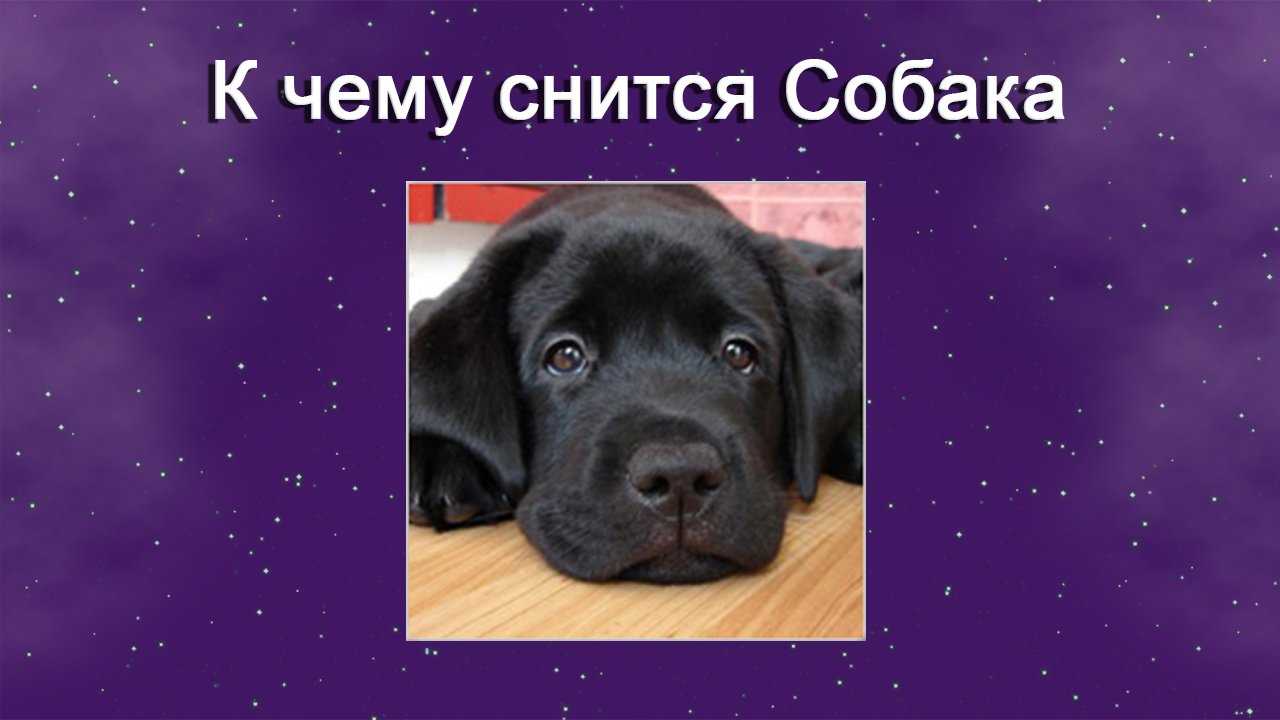 Сонник: маленький щенок во сне — к чему может присниться?