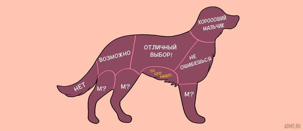 Что означает большая или маленькая белая собака во сне?