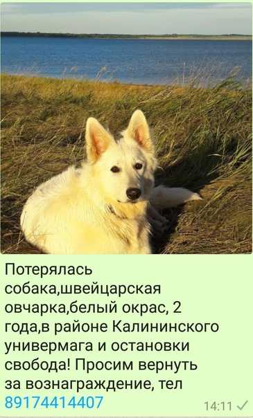 К чему снится погоня: толкование по различным сонникам