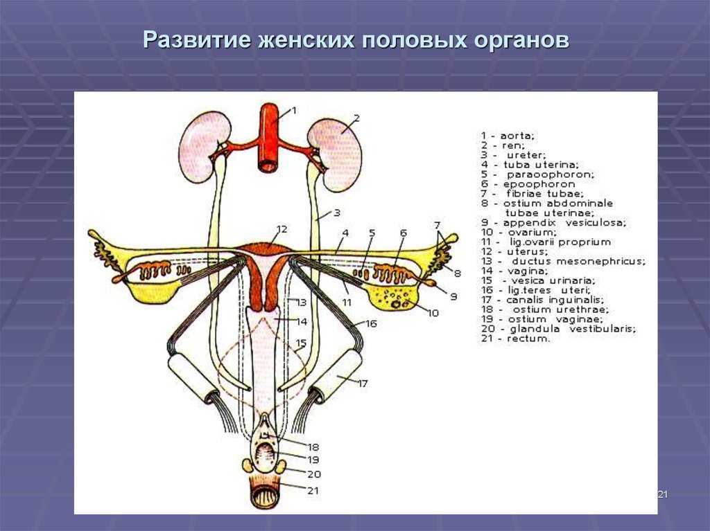 Сонник женские половые органы, к чему снятся женские половые органы во сне видеть