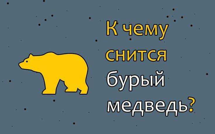 К чему снится медведь мужчинам и женщинам - правдивое толкование