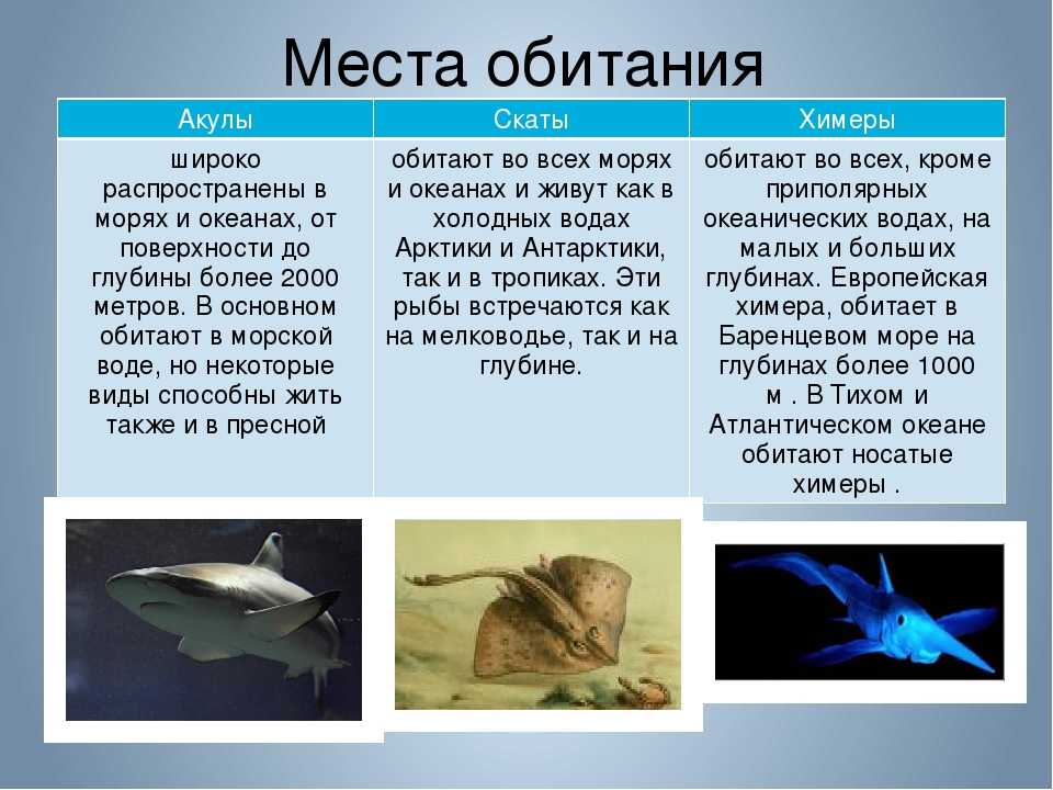 Неподвижные звезды астрологии. козерог. | астролог дмитрий харон