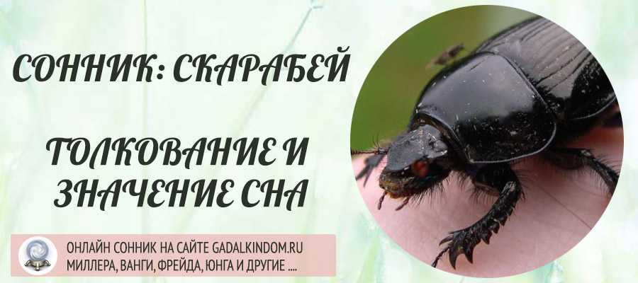 Как расшифровать сон о насекомых — 42 точных значения