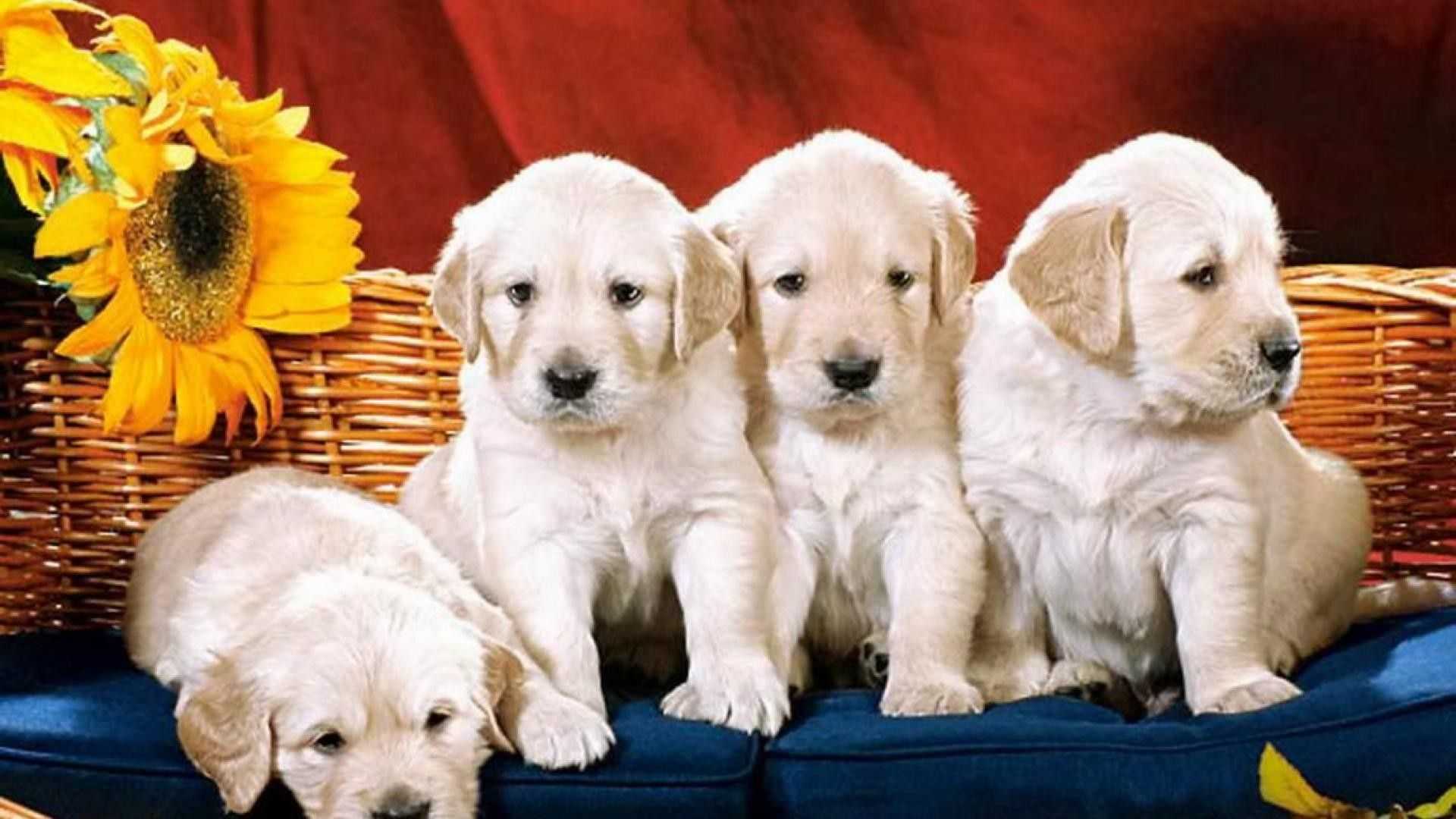 К чему снятся щенки