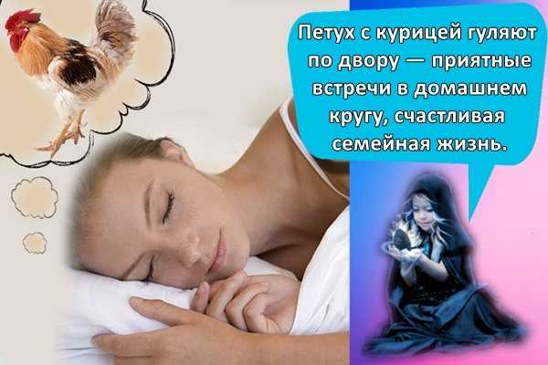 К чему снится петух мужчине и женщине: толкование по сонникам