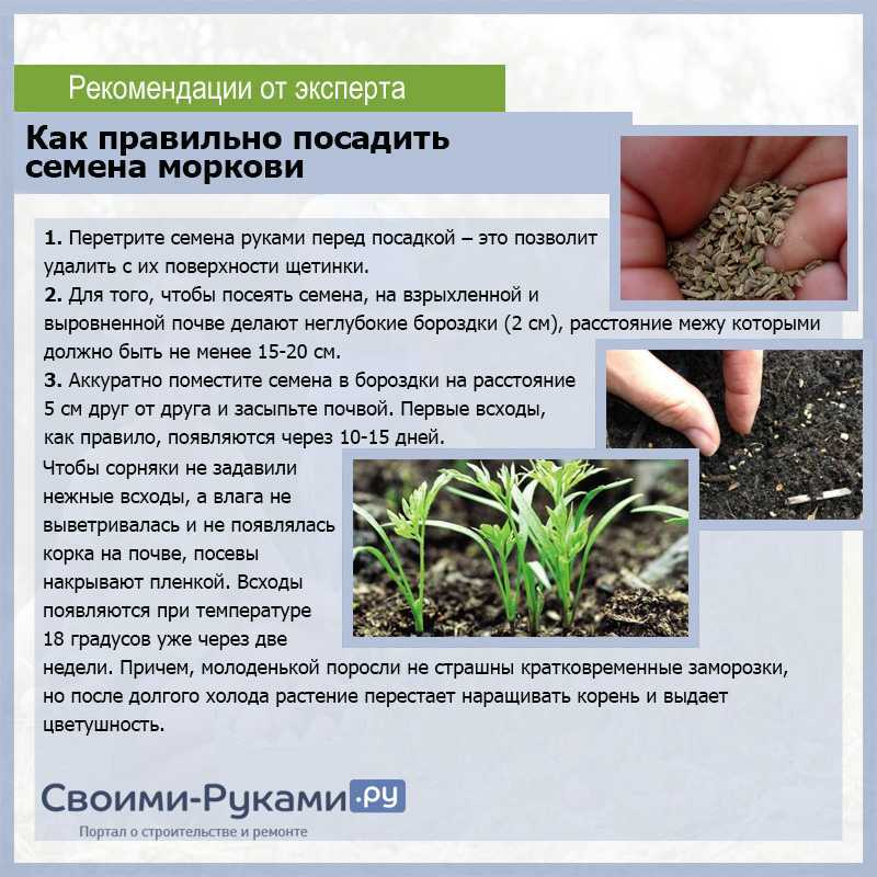 Приснились семечки