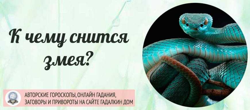 К чему снятся змеи? змея во сне - сонник милера, фрейда, ванги. полное толкование.