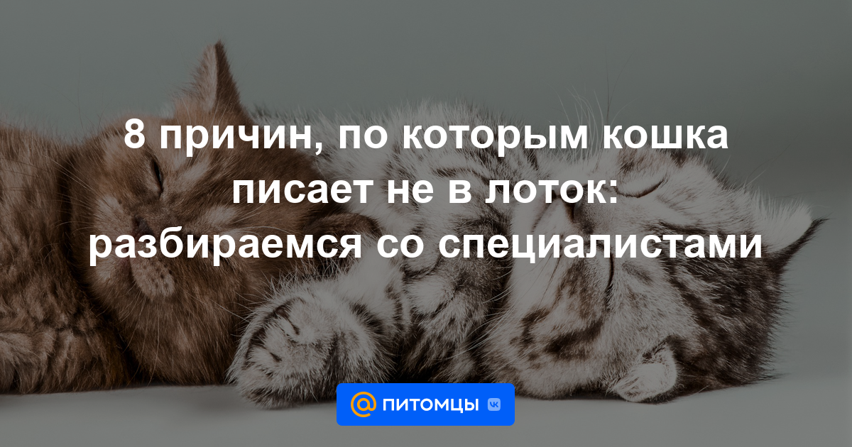 К чему снятся кошки женщине