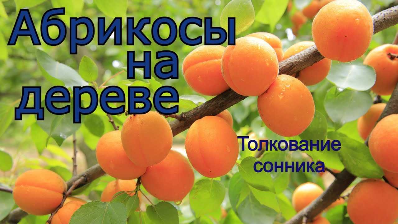 К чему снится есть персики по соннику? видеть во сне, что едите персики – толкование снов.