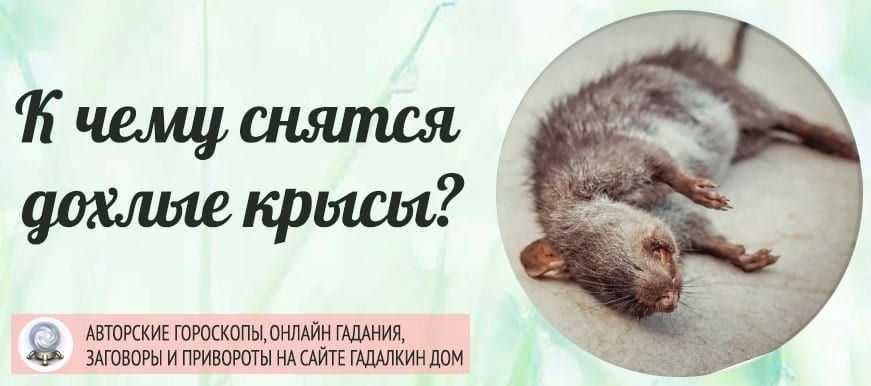 Крыса напала во сне, к чему, что говорят о таком сне различные сонники