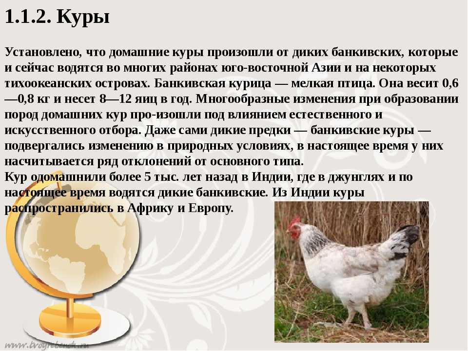Загадки сонников: к чему снятся куры мужчине или женщине
загадки сонников: к чему снятся куры мужчине или женщине