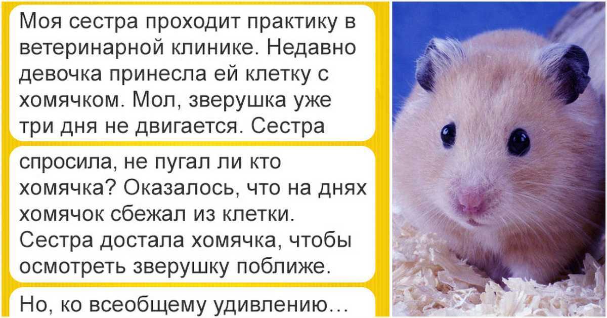 К чему снятся хомяки
