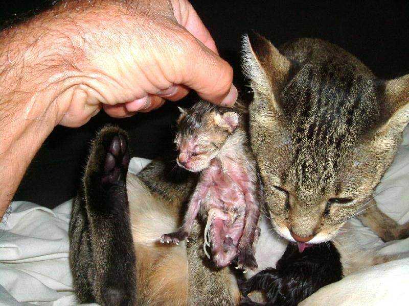 К чему во сне снятся слепые или новорожденные котята