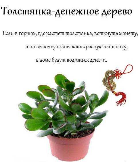 Сонник денежное дерево к чему снится денежное дерево во сне | сонник онлайн | толкование снов от а до я