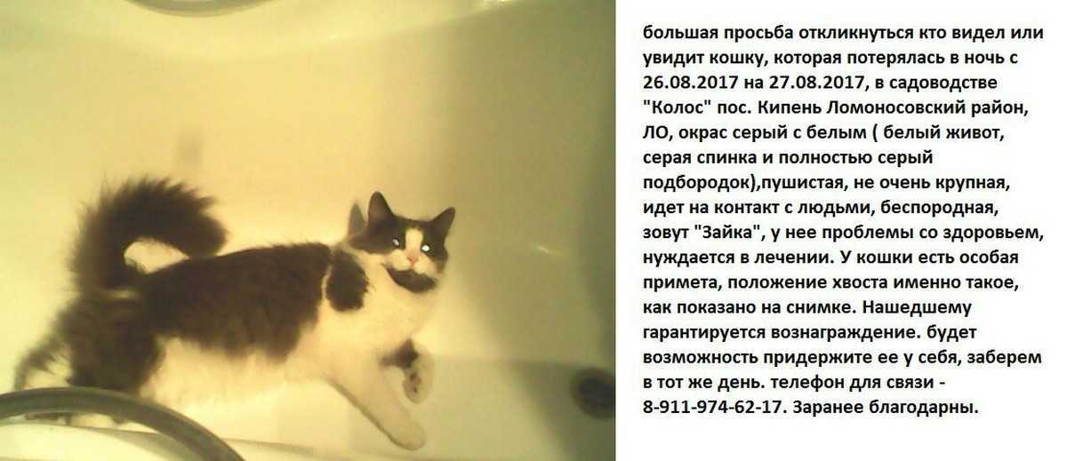 К чему снятся котята во сне женщине, мужчине