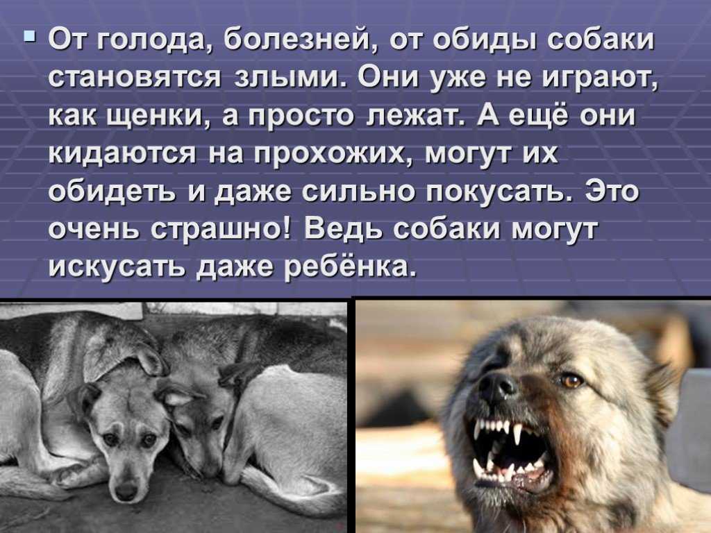 Собака овчарка очень добрая
