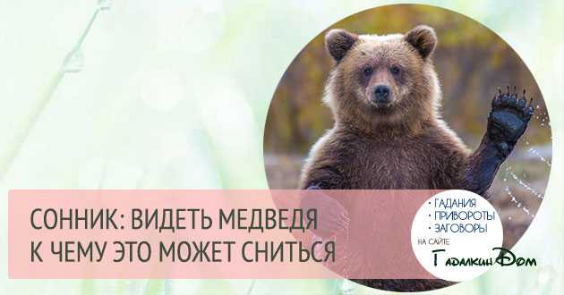 Медведь во сне: к чему снится женщине, мужчине