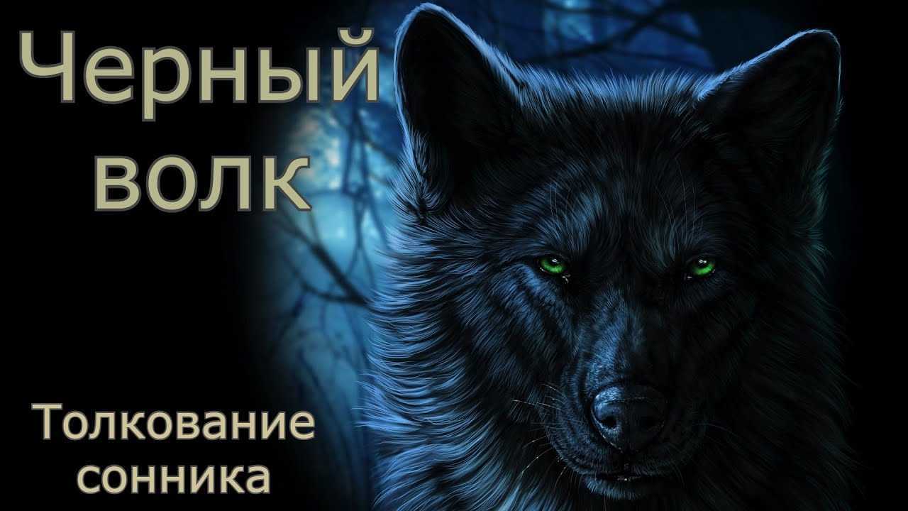 К чему снится  волк во сне — по 90 сонникам! если видишь во сне волк что значит?