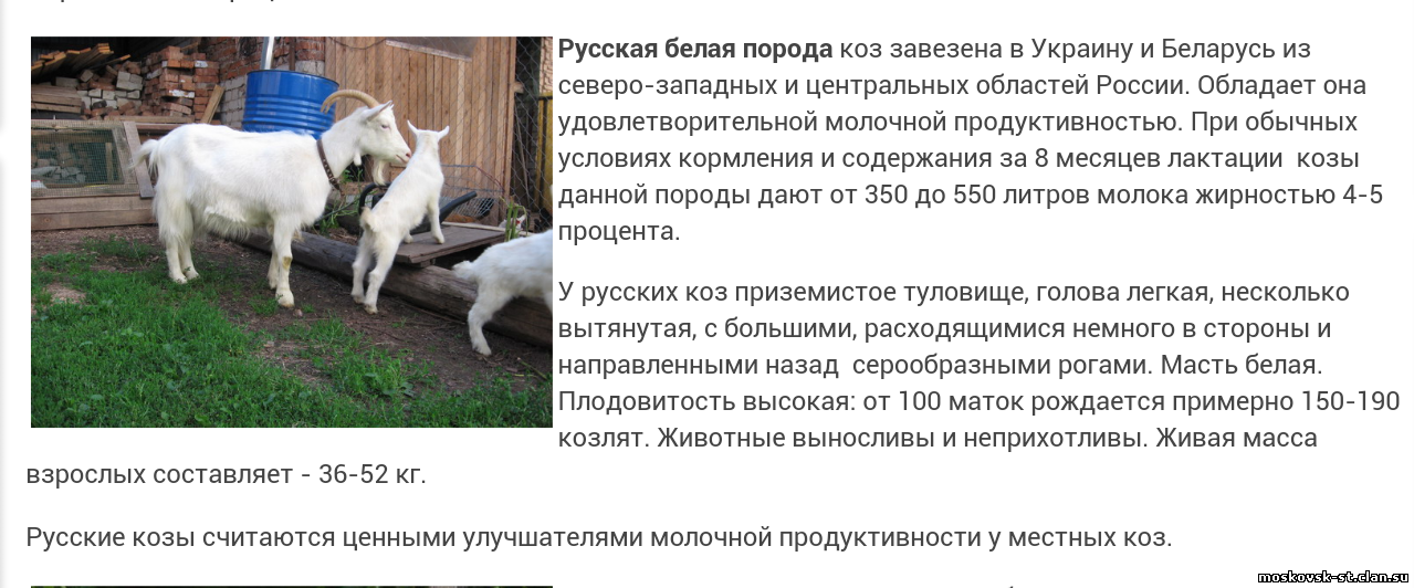 Сонник: к чему во сне женщине снится козел с рогами, козлята, доить козу?