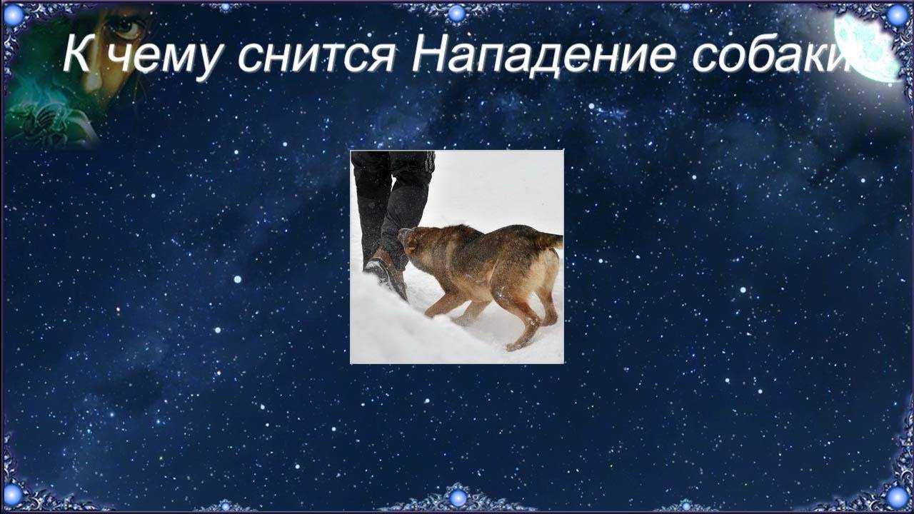 Что означает собака на цепи во сне 😴 - топ-42 толкования ❗ по сонникам: к чему снится видеть большую добрую или злую лающую собачку на привязи женщине или мужчине