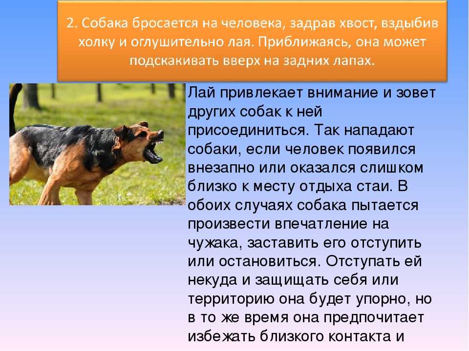 К чему снится собака – точное толкование, что значит