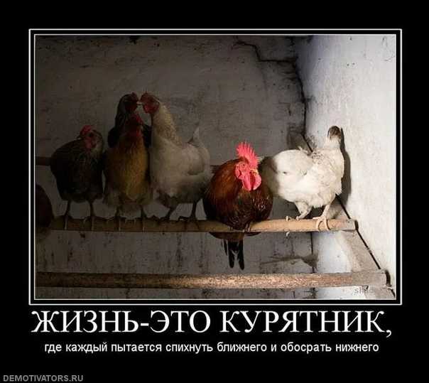 Видеть курицу во сне: что это значит, точное толкование по соннику