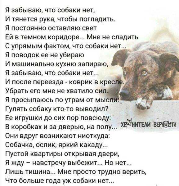 К чему снится сбитая машиной собака на сайте сонник гуру