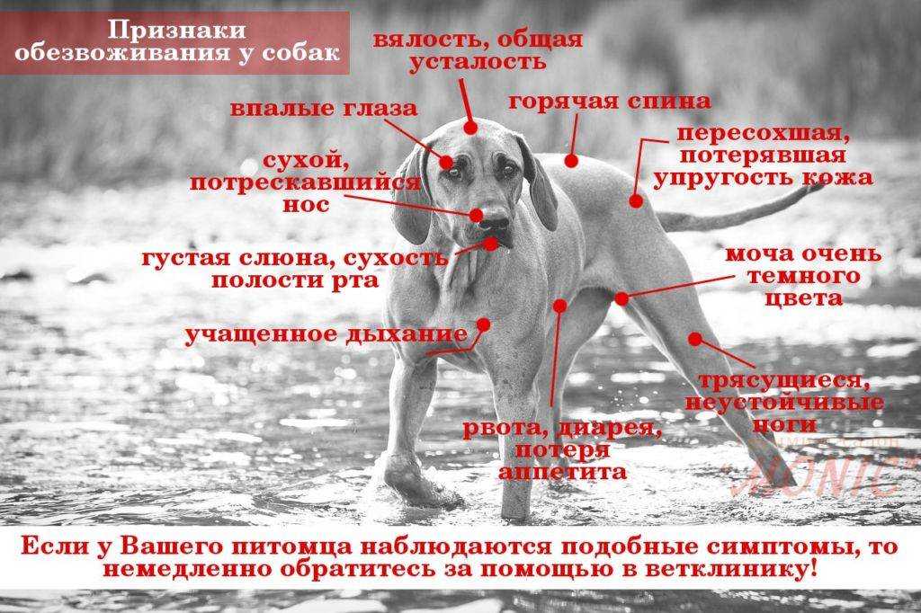 К чему снится собака раненая? значение сна, толкование