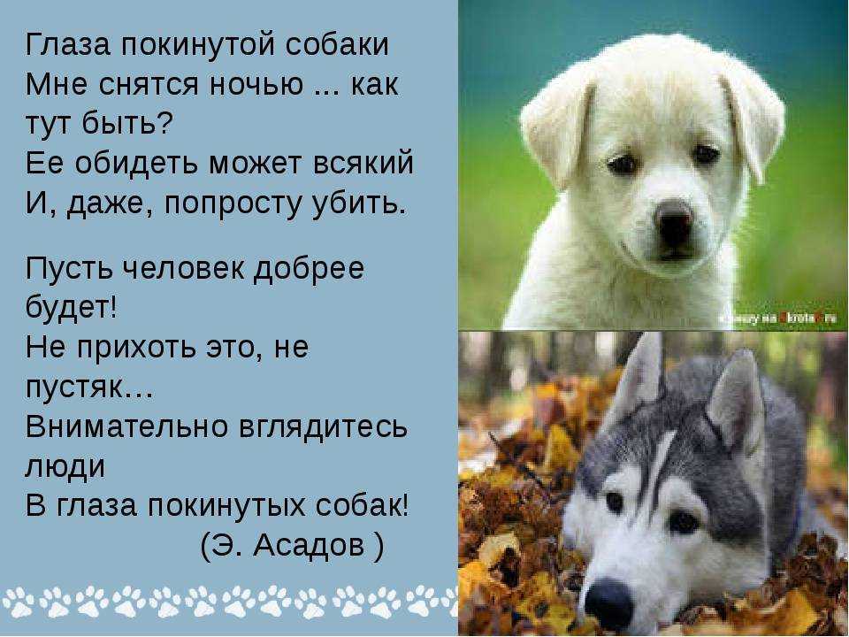 Искать собаку во сне на сайте сонник гуру