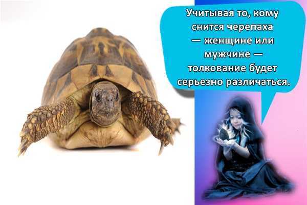 Здесь вы найдёте ответы на вопросы: к чему снятся черепашки и много вариаций на тему к чему снятся черепахи