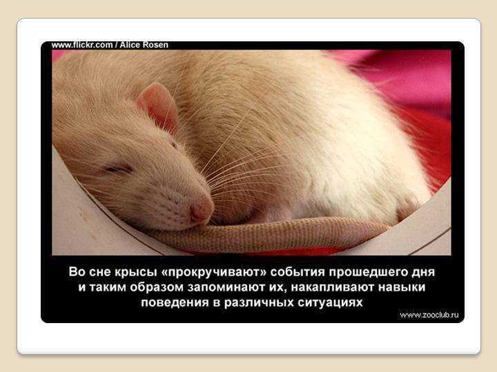 К чему снятся крысы женщине, мужчине: приснилась крыса белая, черная, рыжая, серая, большая и маленькая