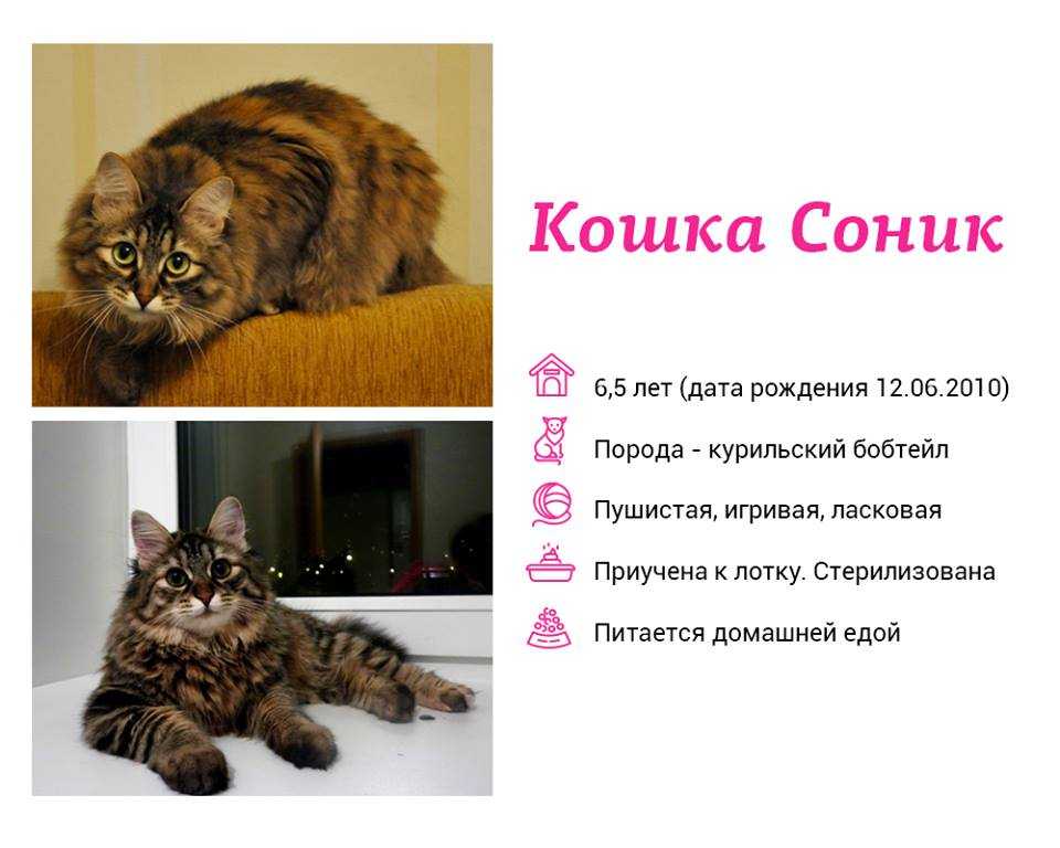 Сонник крыс поймал кот. к чему снится сонник крыс поймал кот