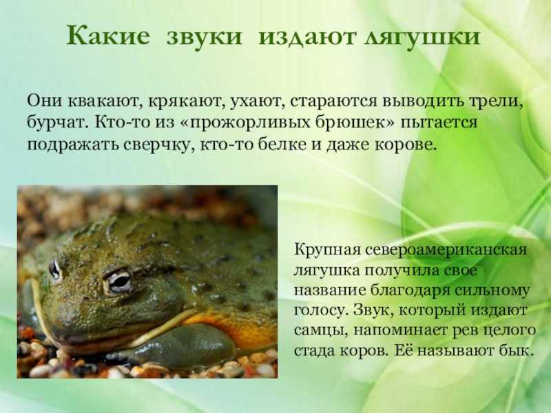 К чему снится лягушка - значение сна лягушка по соннику