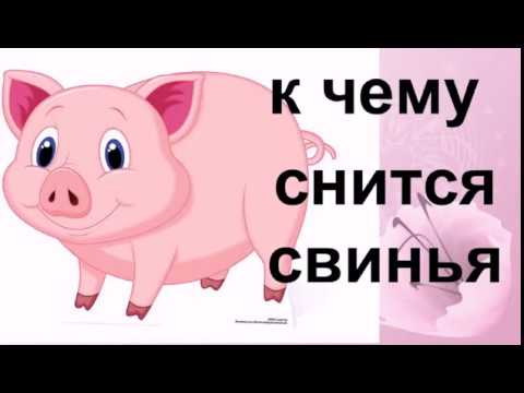 К чему снится свинья, сонник – свинья во сне