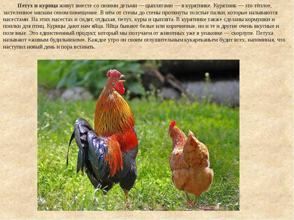 К чему снится петух - значение сна петух по соннику