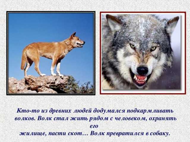 Что значит если приснился черный волк. к чему снится что значит если приснился черный волк