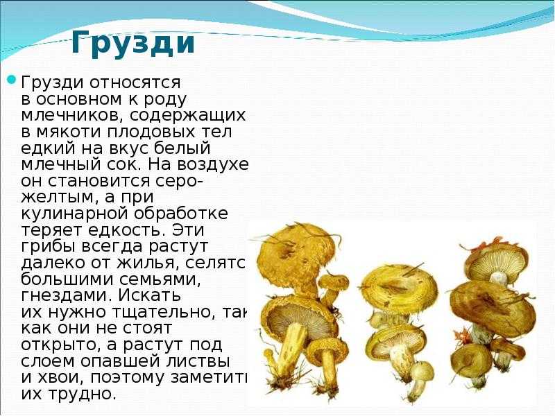 К чему снятся грибы во сне женщине, значение для мужчин