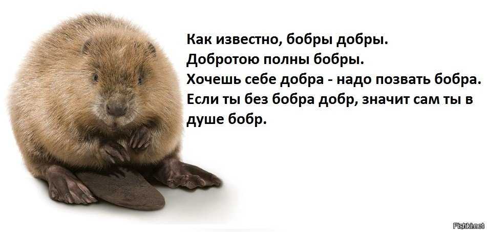 К чему снится бобер