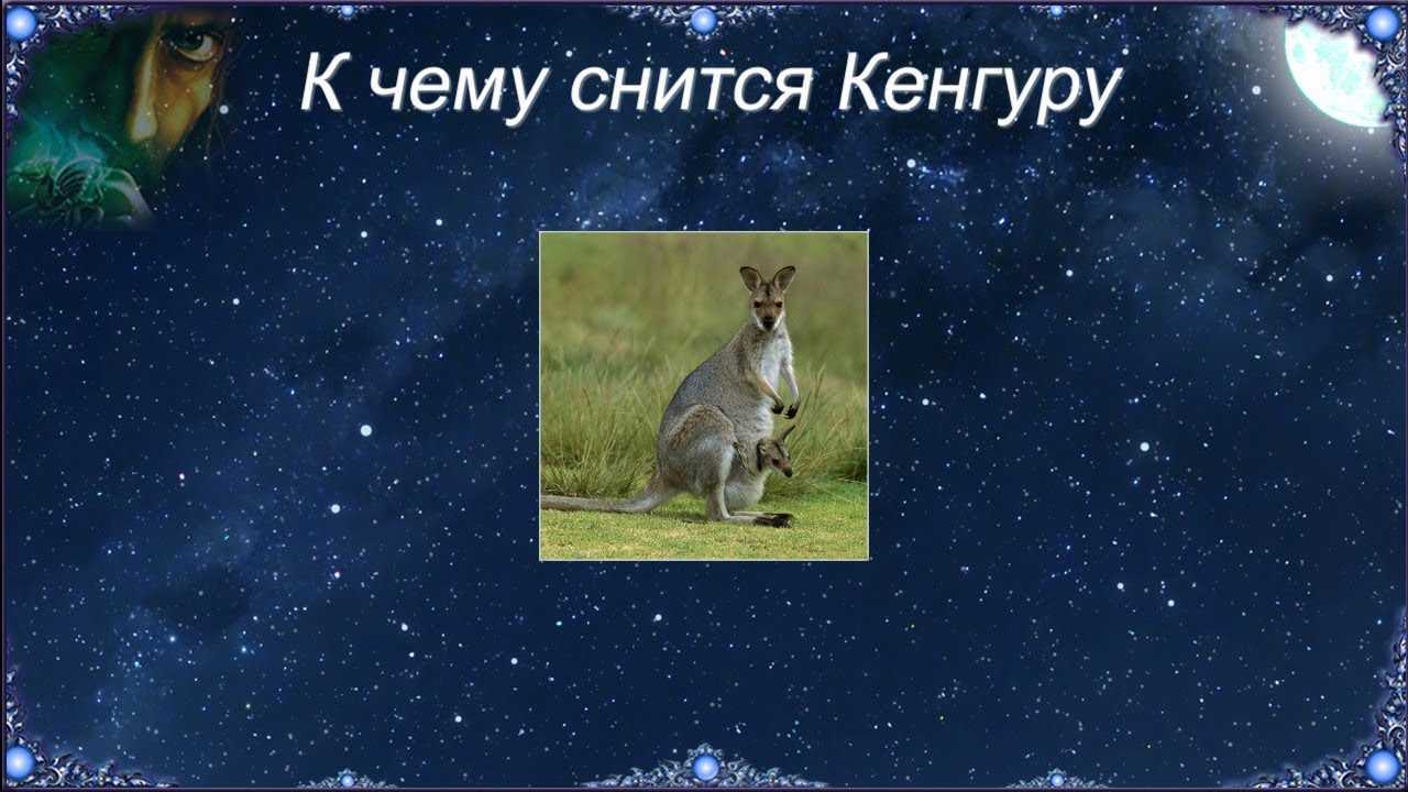 Сонник кенгуру: к чему снится и что означает сон?