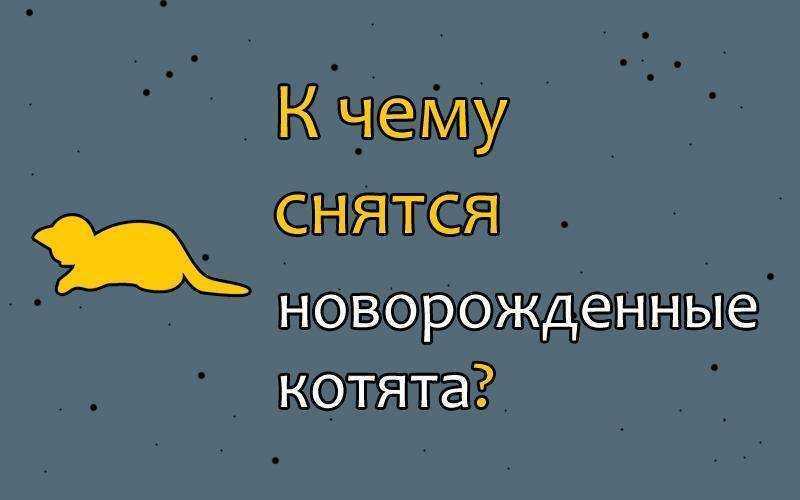 Сонник: беременная кошка к чему снится беременная кошка во сне приснилась