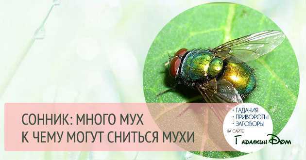 К чему снятся улитки: девушке, женщине, беременной, мужчине – толкование по разным сонникам