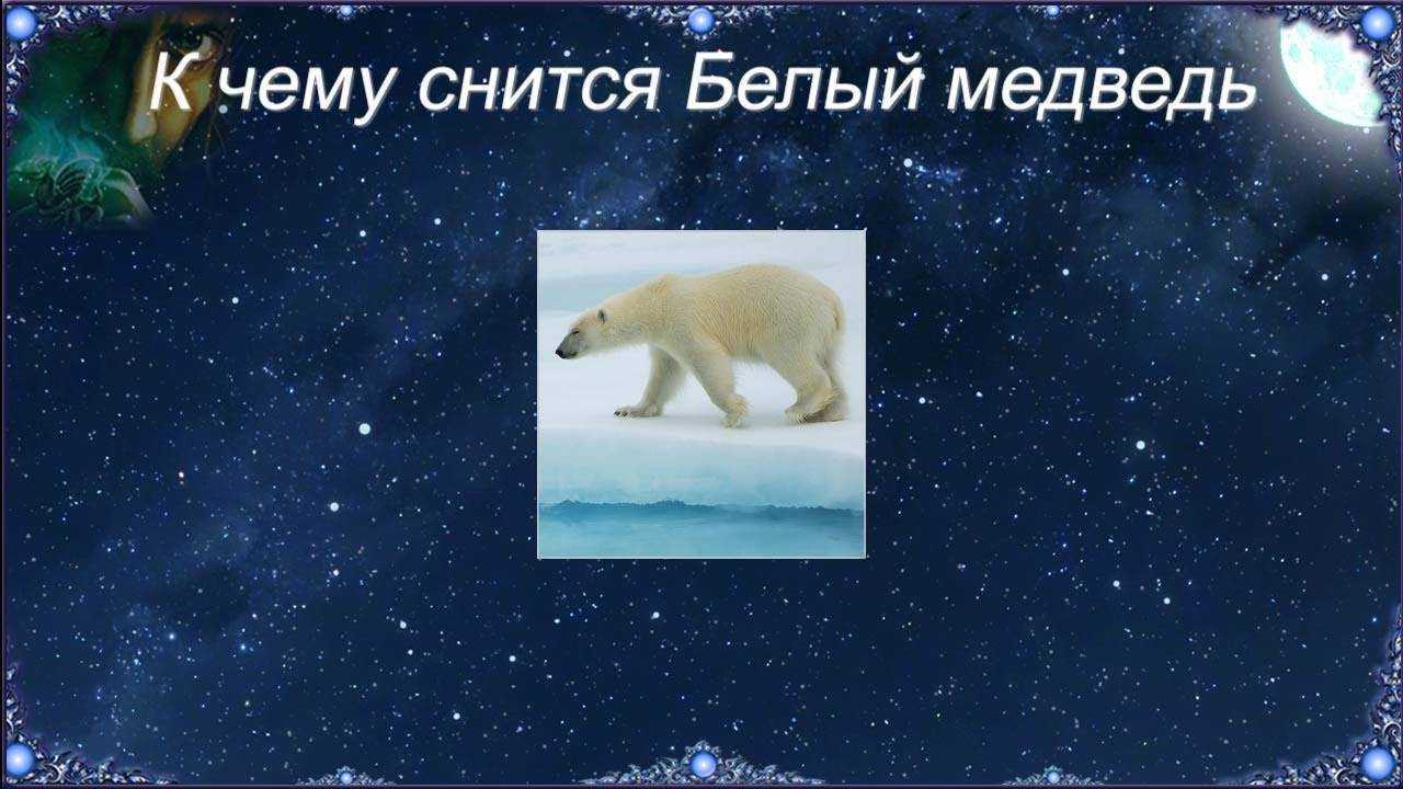 «медведь к чему снится во сне? если видишь во сне медведь, что значит?»