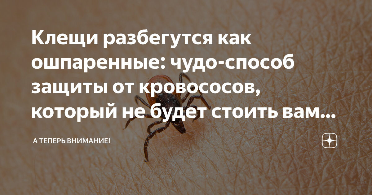 Сонник: клещи