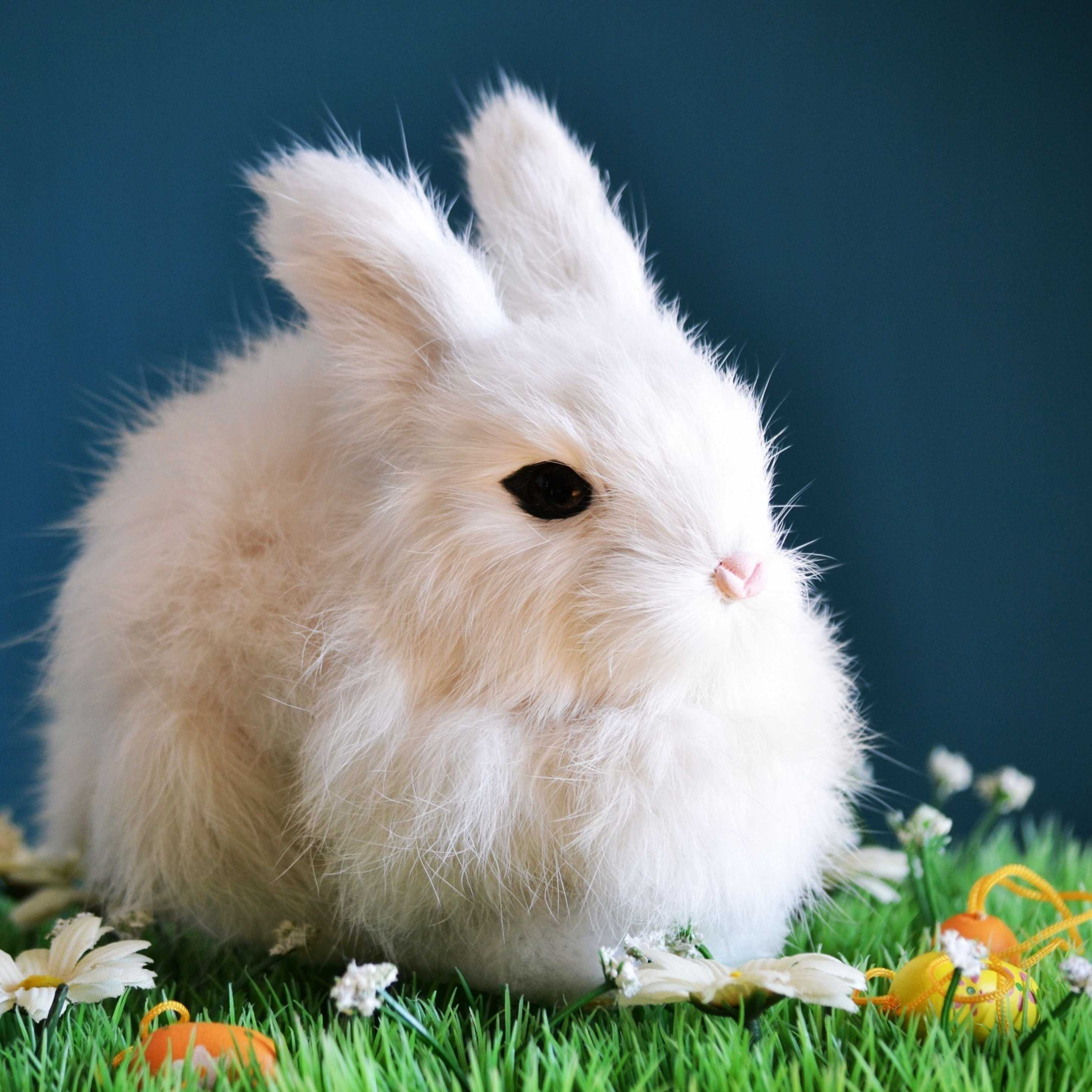 К чему снится белый кролик 🐇 — топ-31 толкование ❗ по сонникам: что значит для женщины или мужчины во сне видеть большого или маленького домашнего крольчонка на руках
