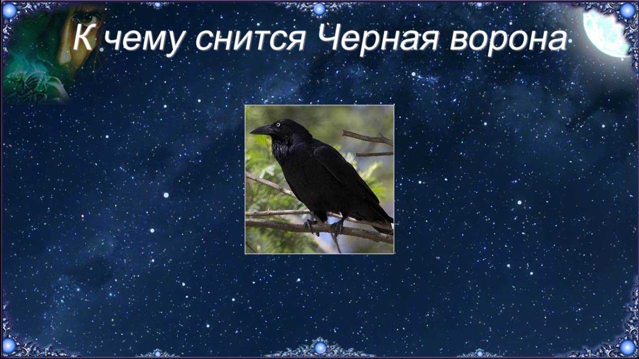 Сонник птица залетевшая в дом. к чему снится птица залетевшая в дом видеть во сне - сонник дома солнца