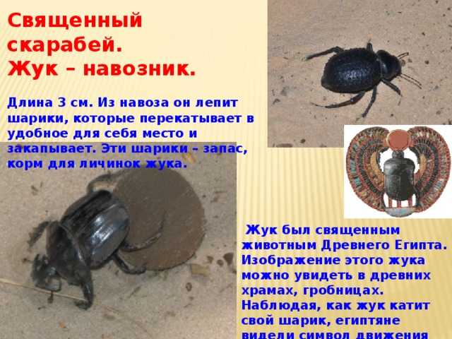 К чему снятся жуки: большие, майские, чёрные, колорадские, живые, зелёные, видеть на теле человека, в волосах - толкование по данным сонников