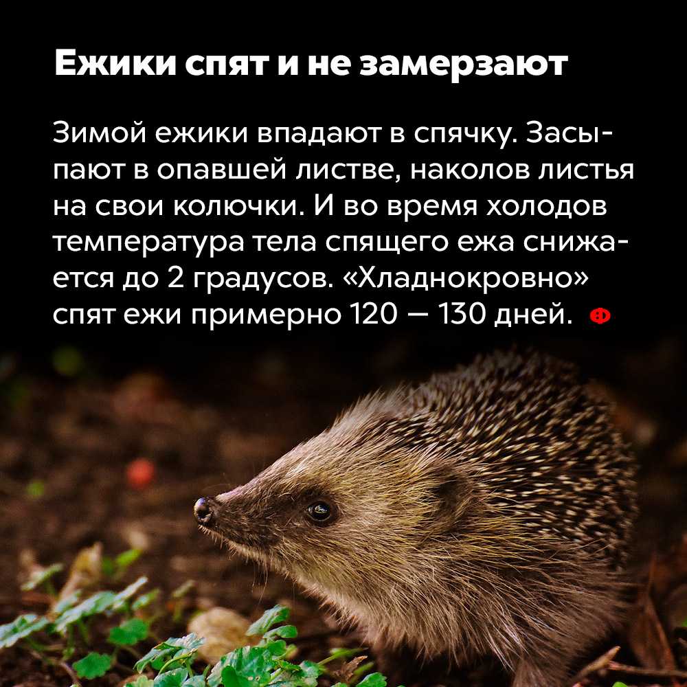 К чему снится ежик - значение сна ежик по соннику