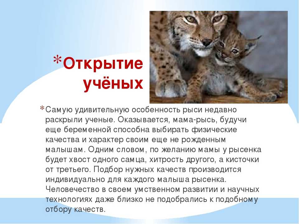 К чему снится рысь? сонник - рысь во сне.